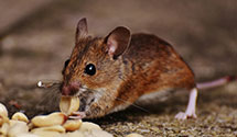 24 Hour & Emergency Exterminators in Windfall, PA